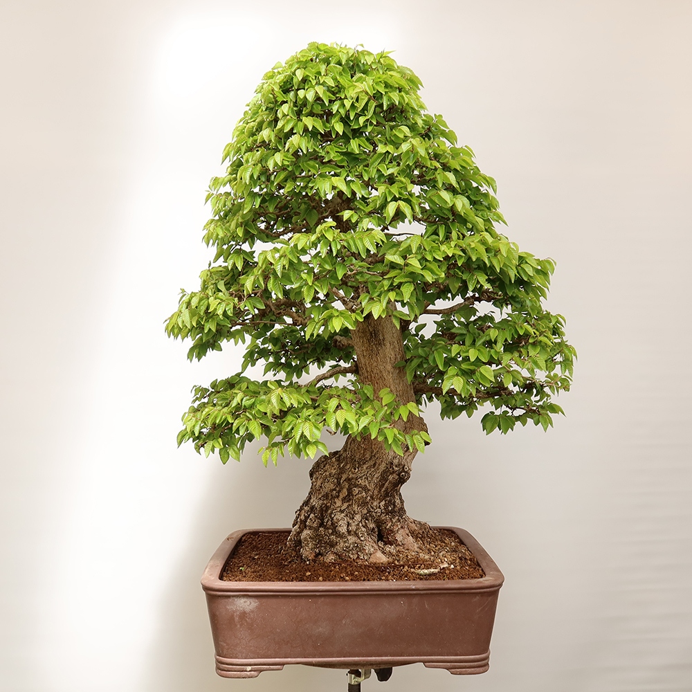 Bonsai voor buiten -Carpinus Coreana - Koreaanse haagbeuk