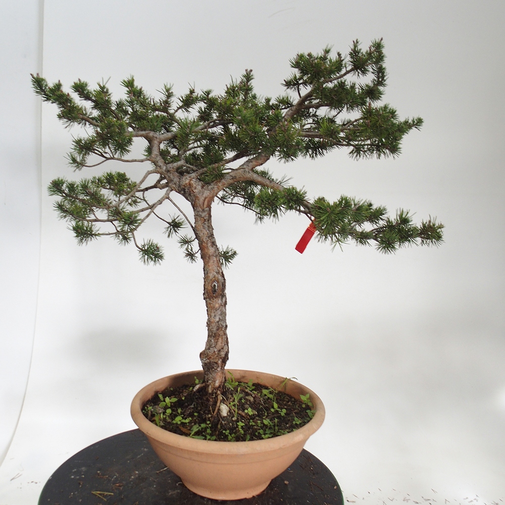 Yamadori - Pinus sylvestris Spanje
