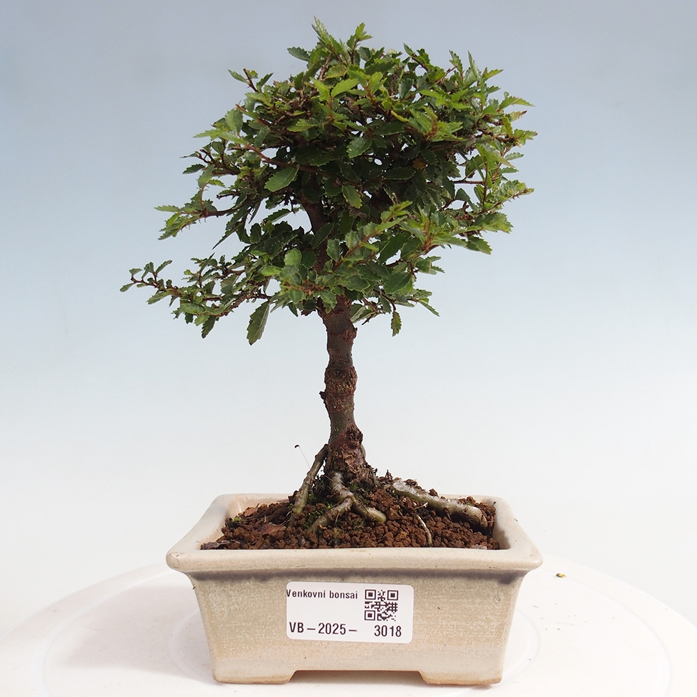 Bonsai voor buiten - Ulmus parvifolia Sagei - Kleinbladige iep