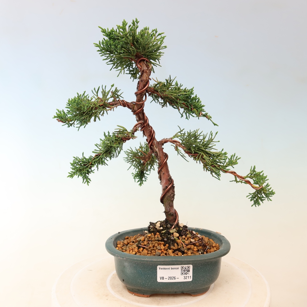 Bonsai voor buiten - Juniperus chinensis Kishu