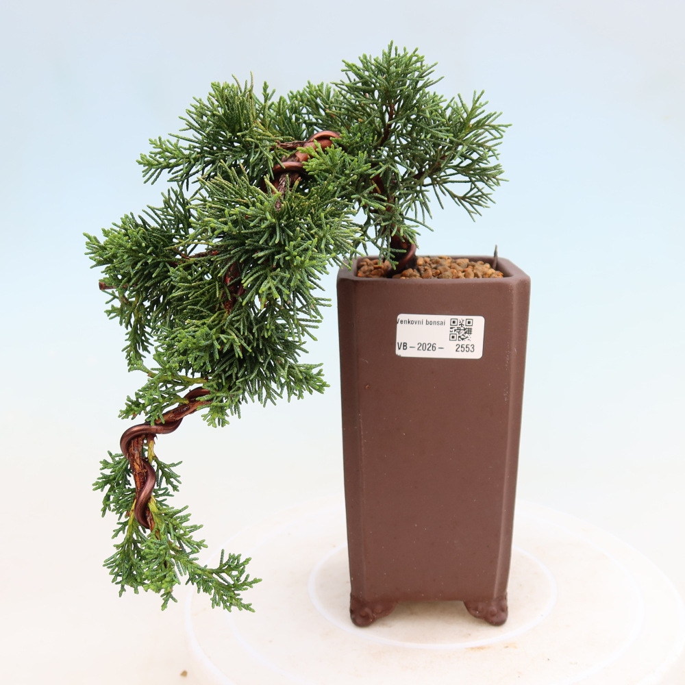Bonsai voor buiten - Juniperus chinensis Kishu