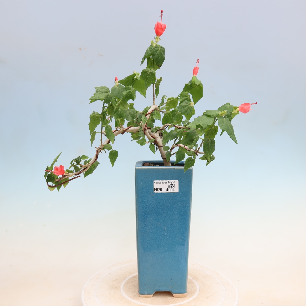 Bonsai voor binnen - Malvaviscus arboreus