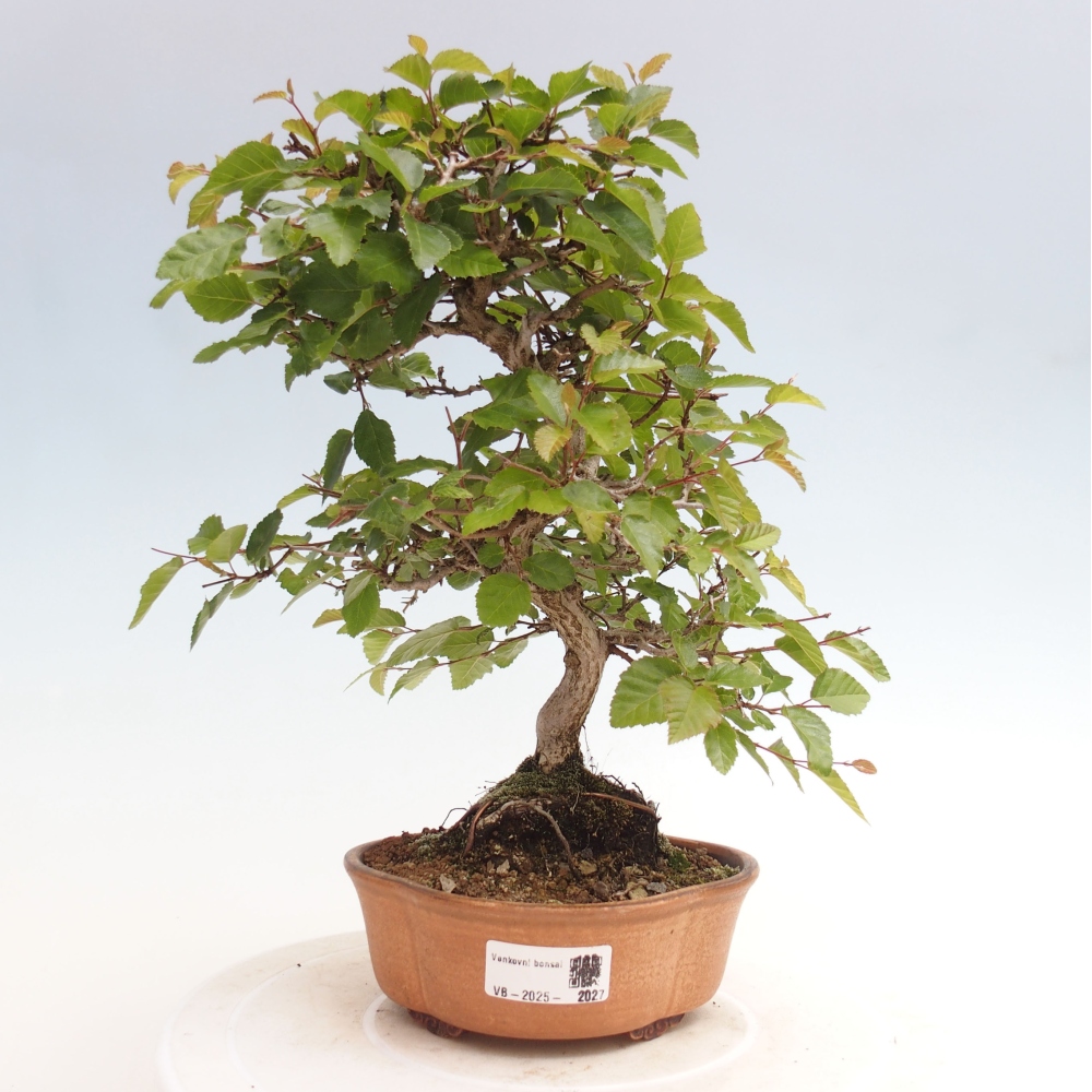 Bonsai voor buiten -Carpinus CARPINOIDES - Koreaanse haagbeuk