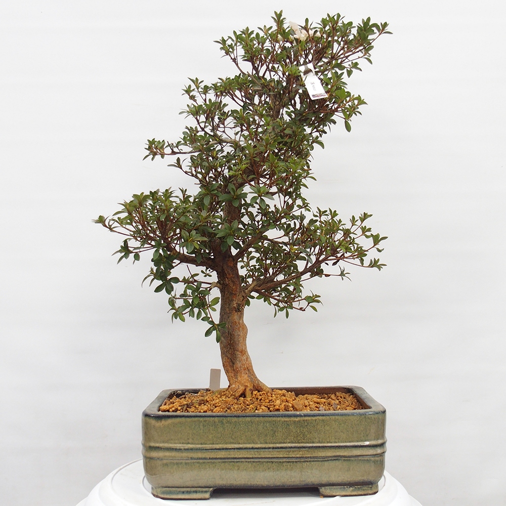 Bonsai voor buiten - Japanse Azalea - Azalea Hanatsuzuri