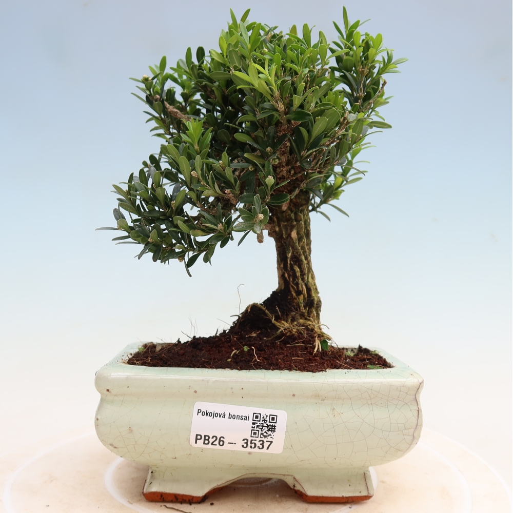Kamerbonsai - Buxus harlandii - kurk buxus