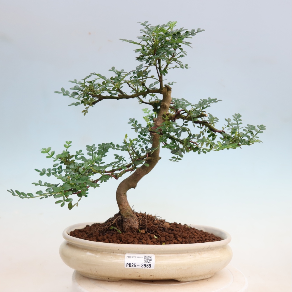 Kamerbonsai - Zantoxylum piperitum - peperboom