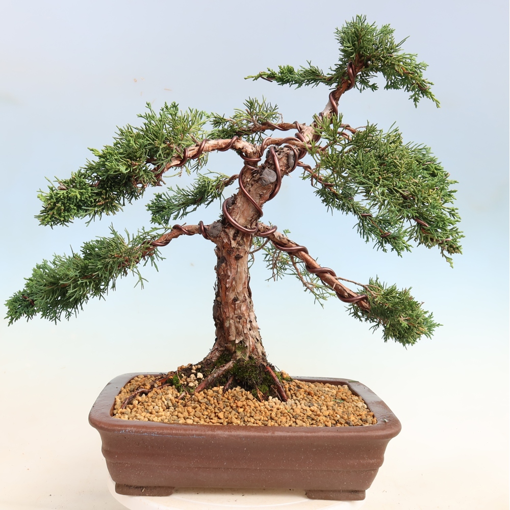 Bonsai voor buiten - Juniperus chinensis Kishu
