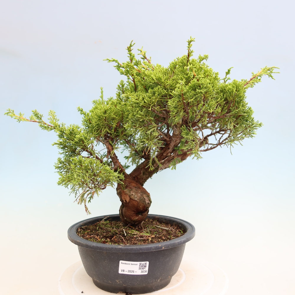 Bonsai voor buiten - Juniperus chinensis Itoigawa-Juniperus chinensis