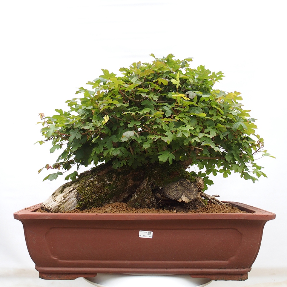 Bonsai voor buiten - Franse esdoorn - Acer Nonspessulanum