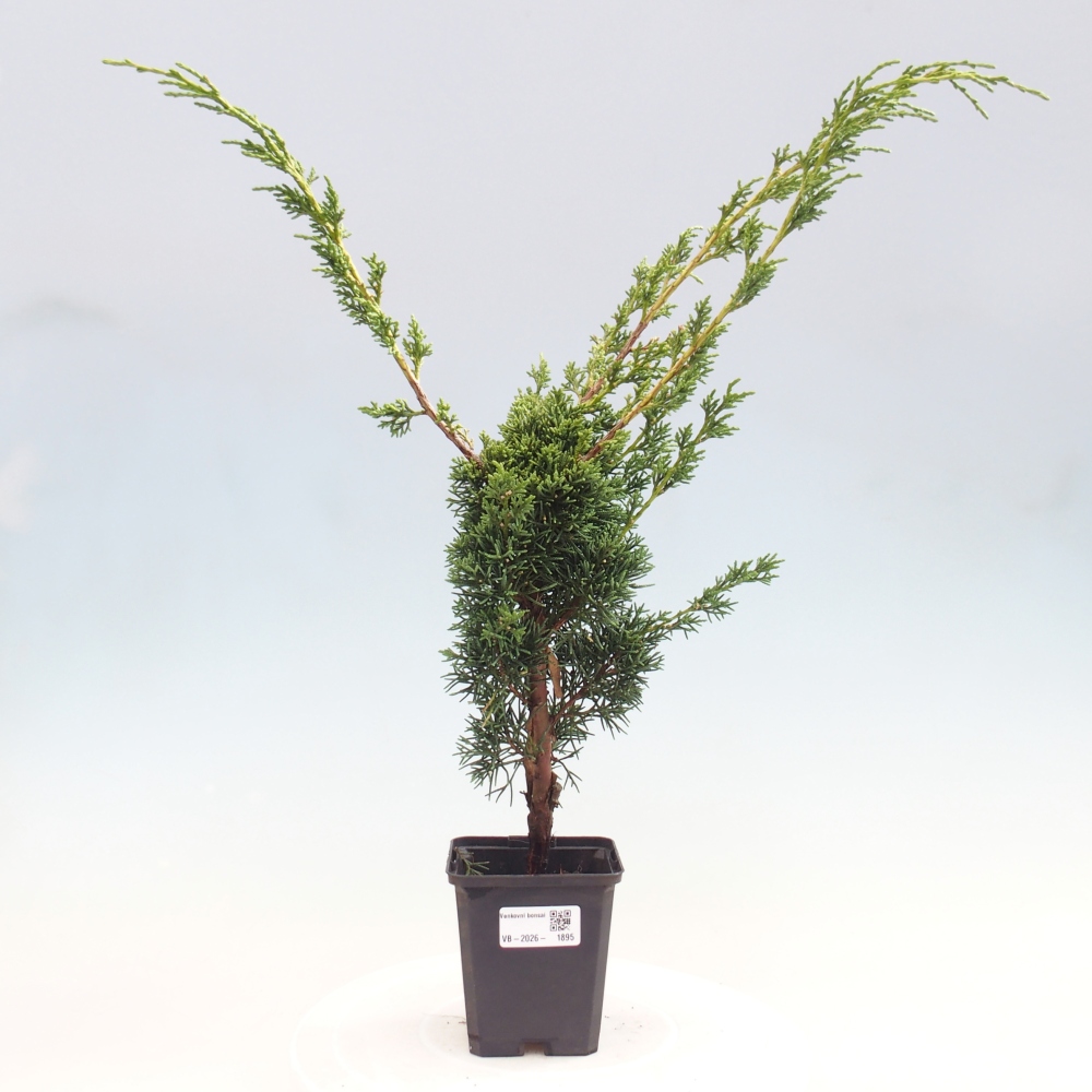 Bonsai voor buiten - Juniperus chinensis Kishu