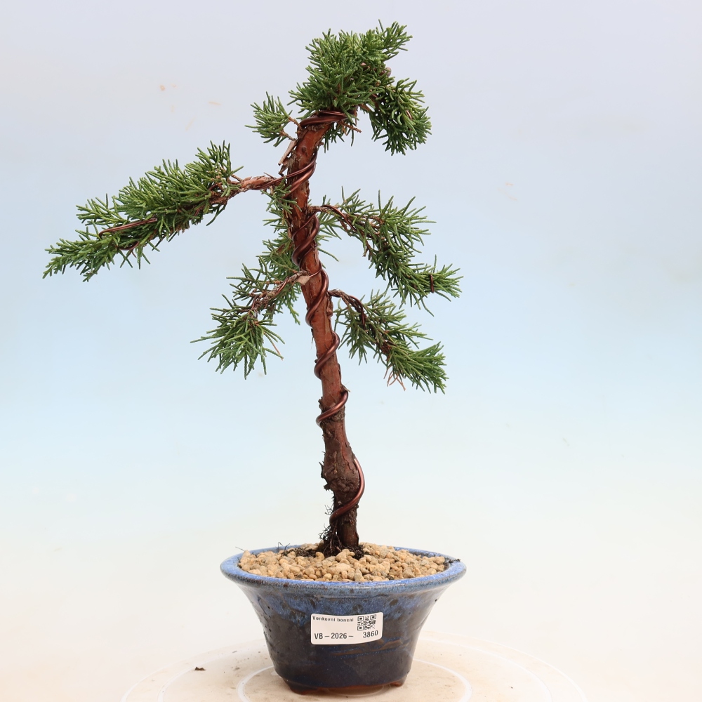 Bonsai voor buiten - Juniperus chinensis Kishu