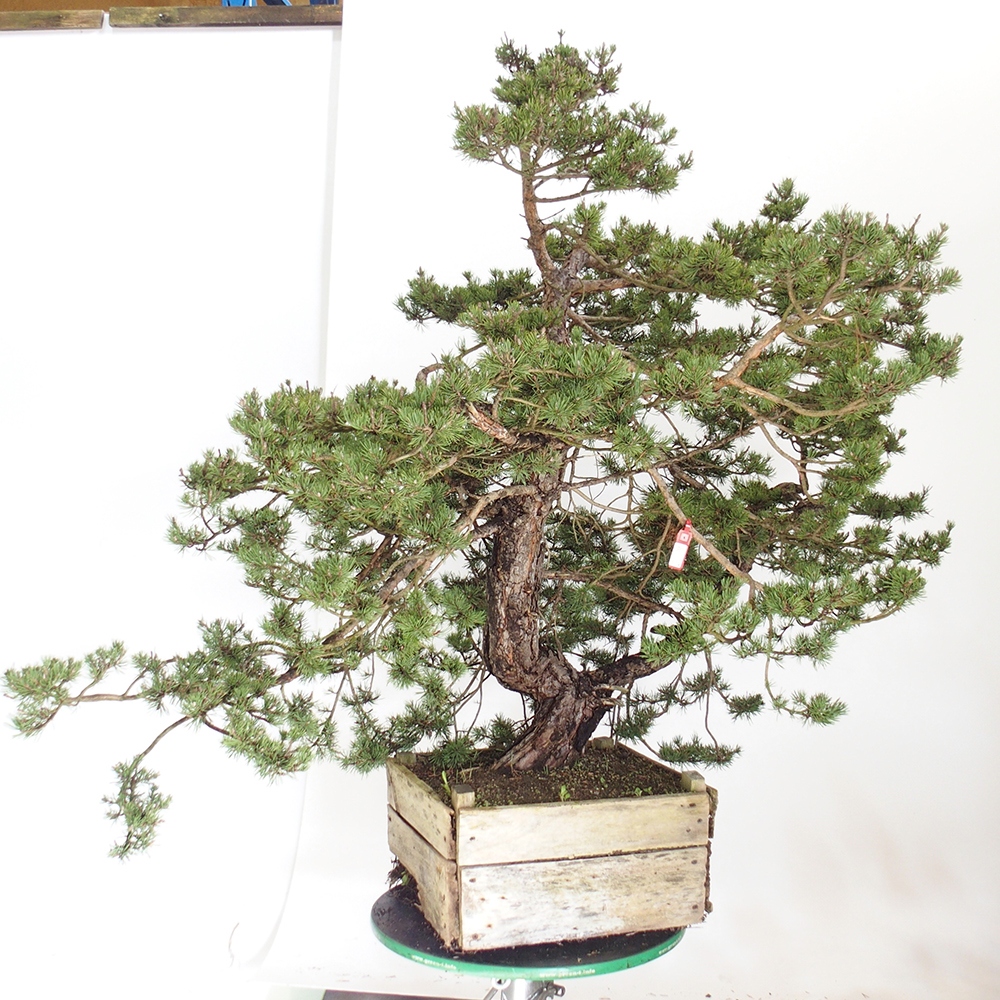 Yamadori - Pinus sylvestris Spanje