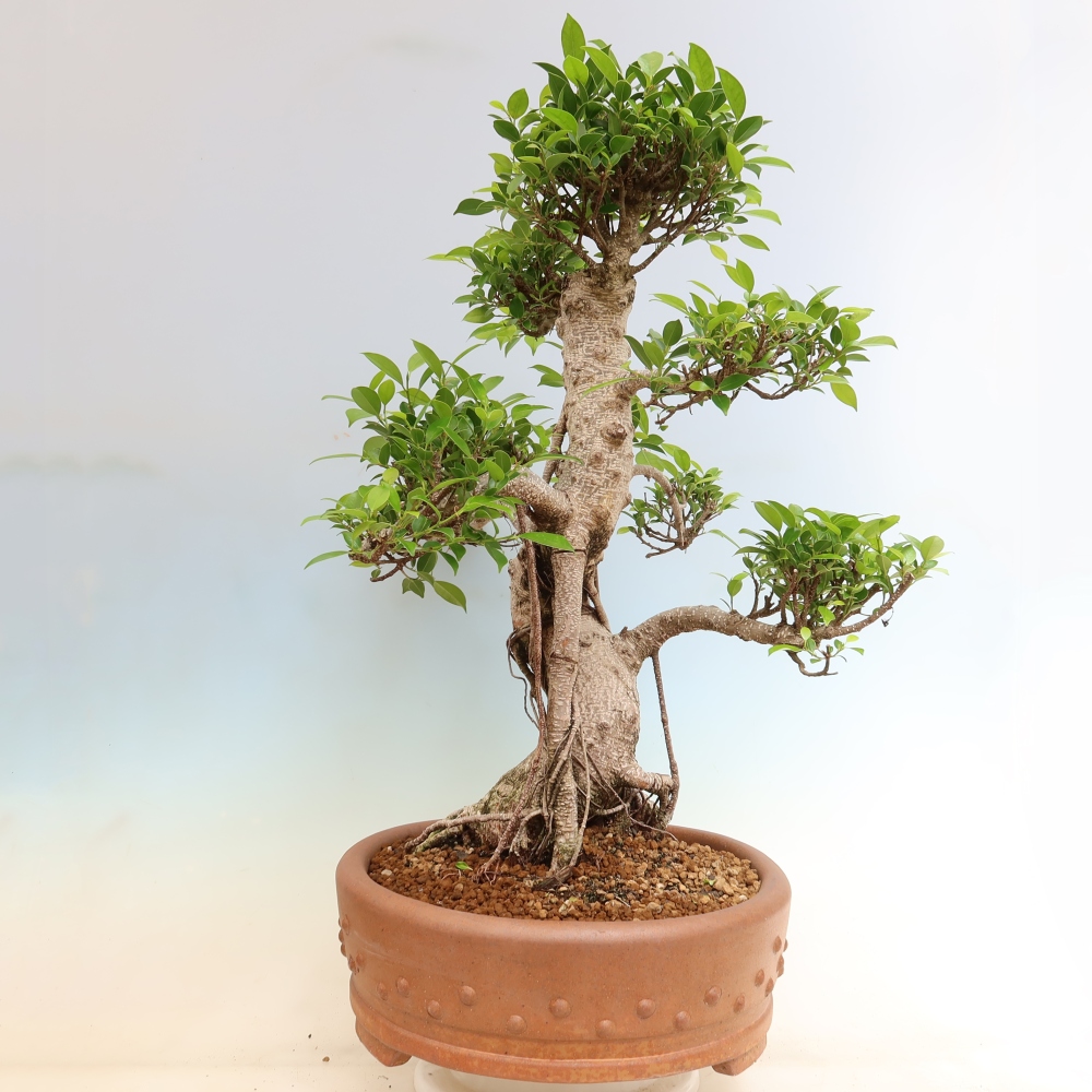 Kamerbonsai - Ficus kimmen - kleinbladige ficus