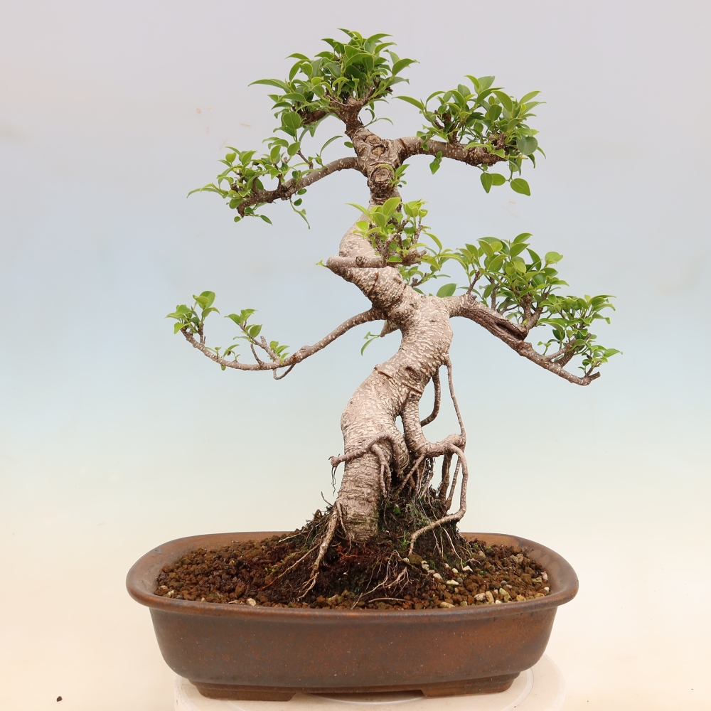 Kamerbonsai - Ficus kimmen - kleinbladige ficus