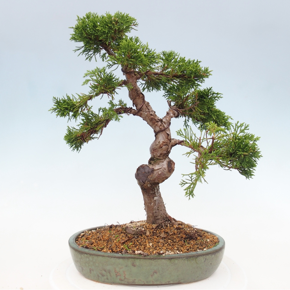 Bonsai voor buiten - Juniperus chinensis Itoigawa