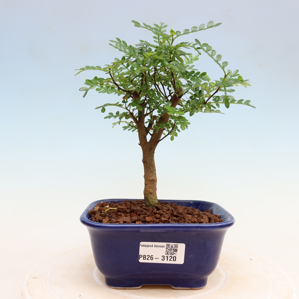 Kamerbonsai - Zantoxylum piperitum - peperboom