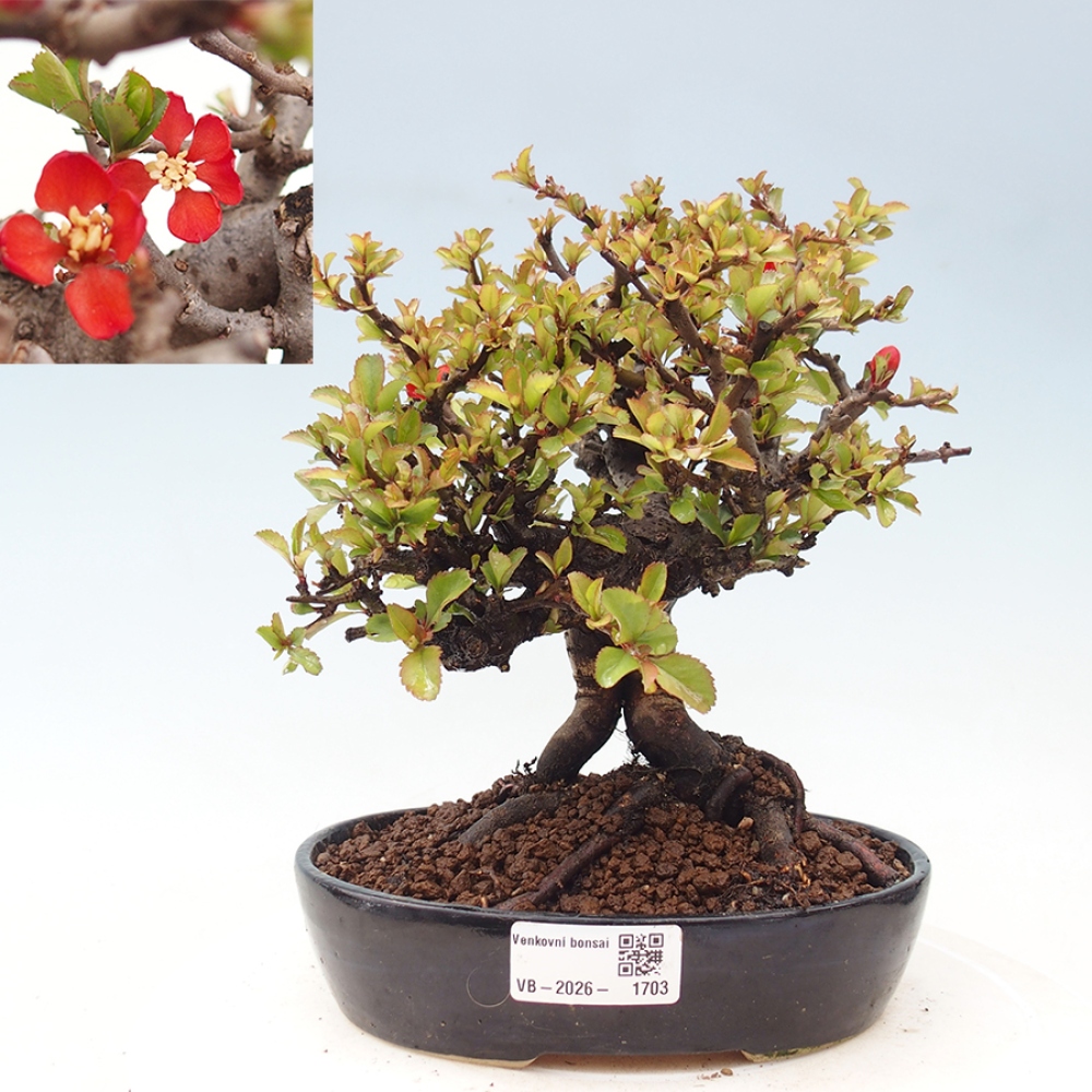 Bonsai voor buiten - Chaneomeles speciosa - Kweepeer
