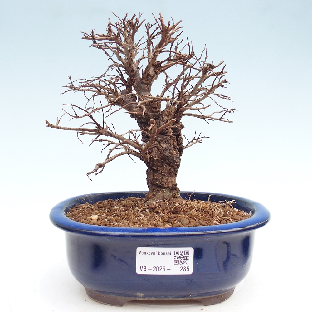 Bonsai voor buiten - Zelkova - Zelkova NIRE
