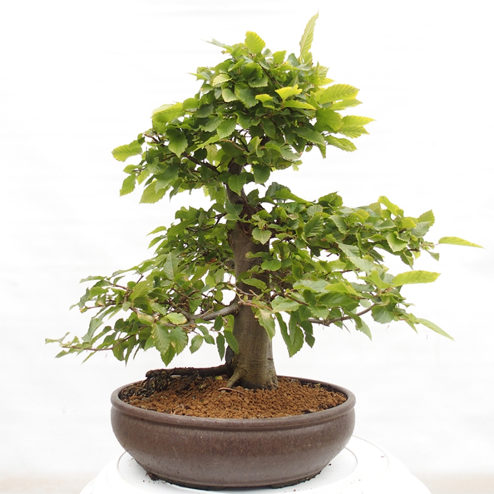 Bonsai voor buiten - Haagbeuk - Carpinus betulus