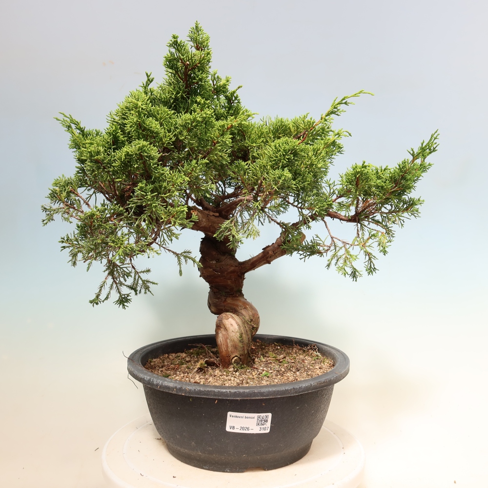 Bonsai voor buiten - Juniperus chinensis Itoigawa-Juniperus chinensis