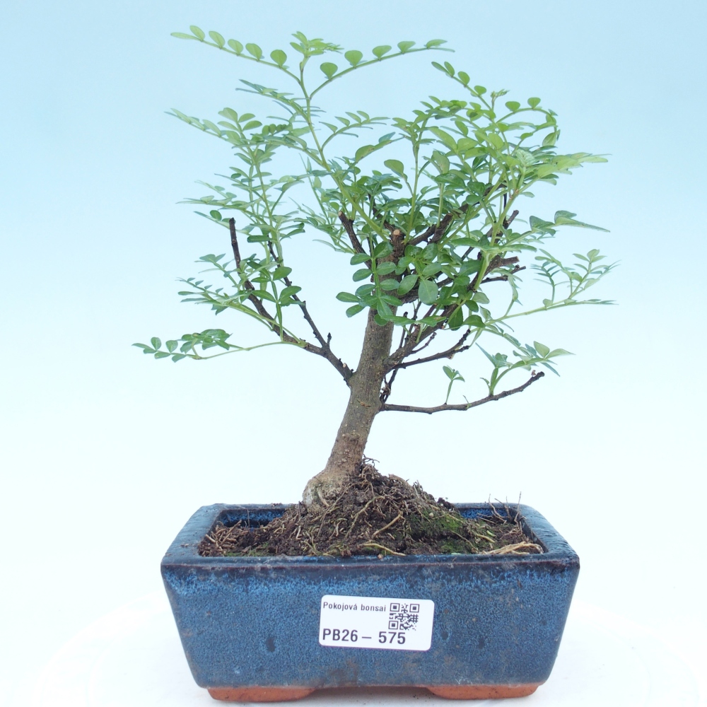 Kamerbonsai - Zantoxylum piperitum - peperboom
