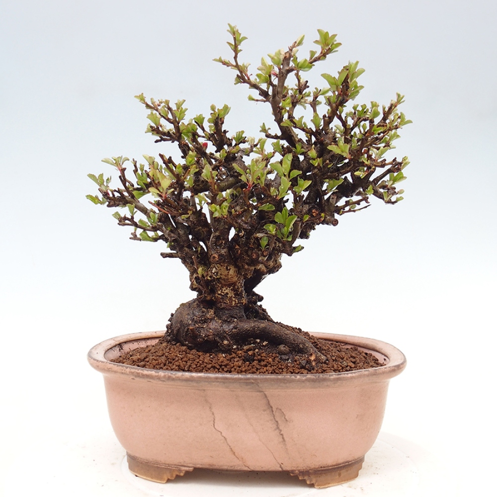 Bonsai voor buiten - Chaneomeles speciosa - Kweepeer