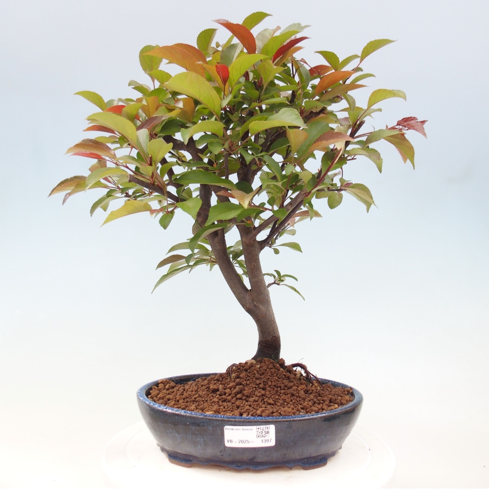 Bonsai voor buiten -Malus domestica - Roodbladige appelboom met kleine vruchten