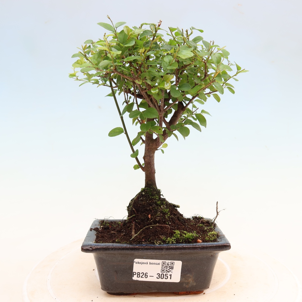 Kamerbonsai - Sageretia thea - Sageretia thea