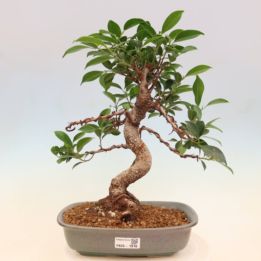 Kamerbonsai - Ficus kimmen - kleinbladige ficus