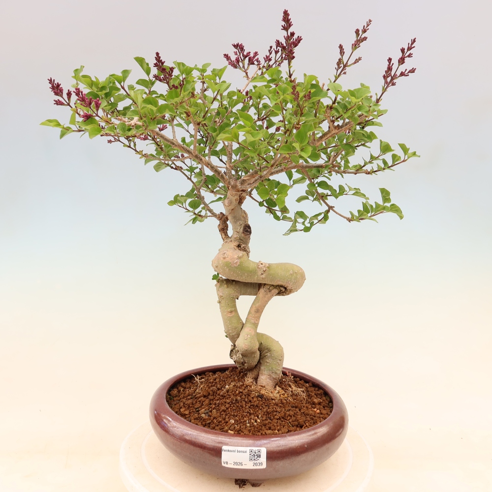 Bonsai voor buiten - Syringa microphylla - kleinbloemige sering