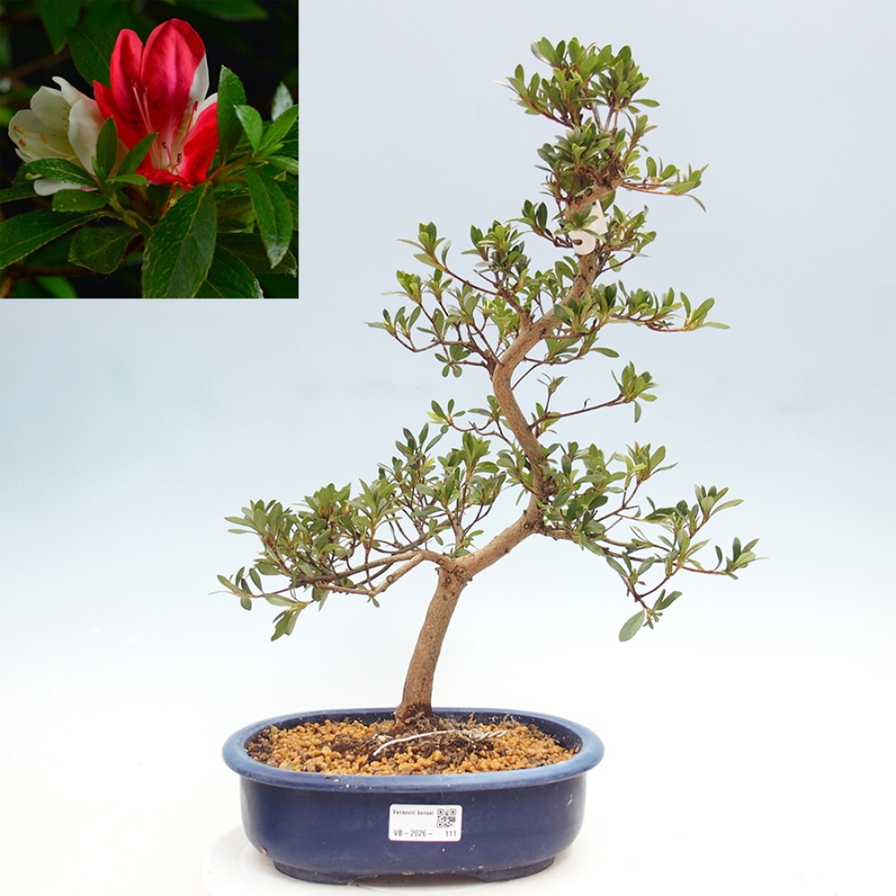 Bonsai voor buiten - Japanse Azalea - Azalea Senhime