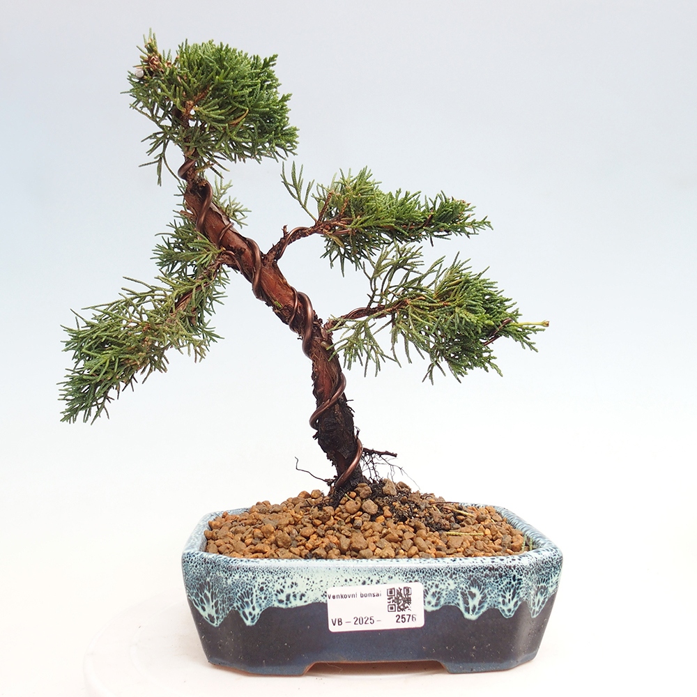 Bonsai voor buiten - Juniperus chinensis Kishu
