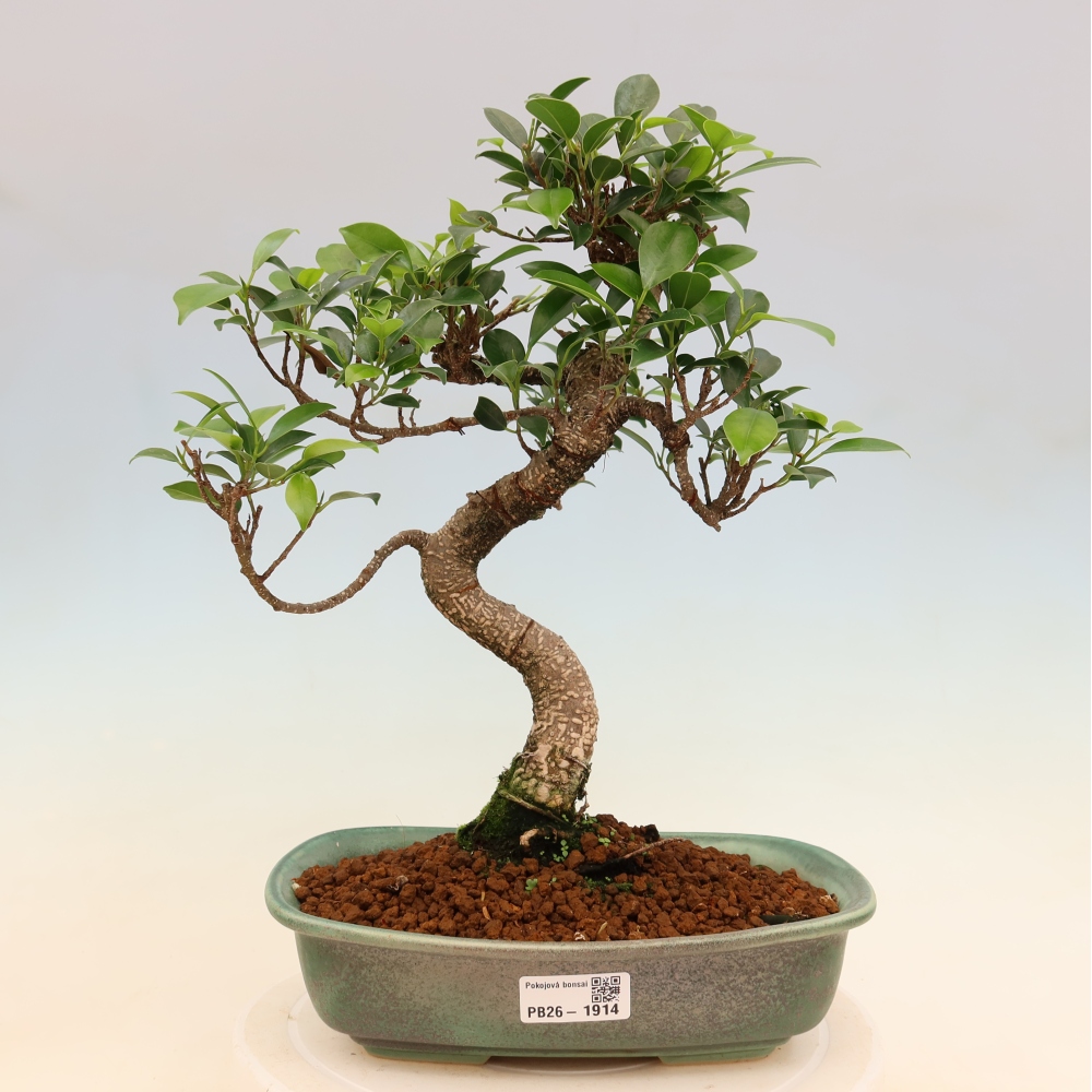 Kamerbonsai - Ficus kimmen - kleinbladige ficus