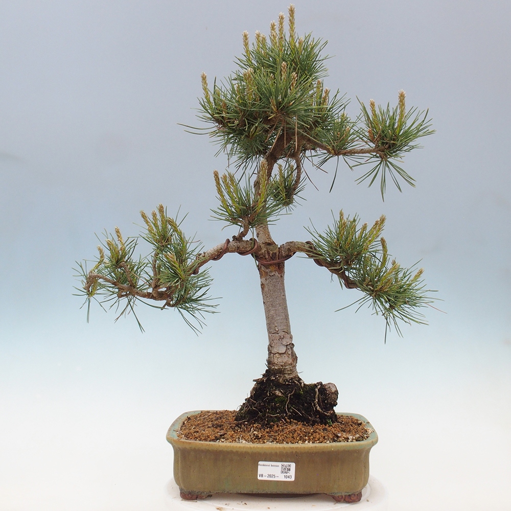Bonsai voor buiten - Pinus Sylvestris Watererri - grove den