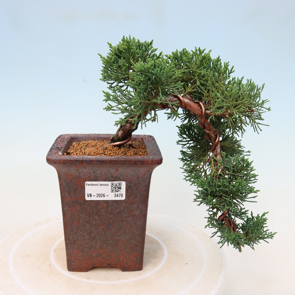 Bonsai voor buiten - Juniperus chinensis Kishu