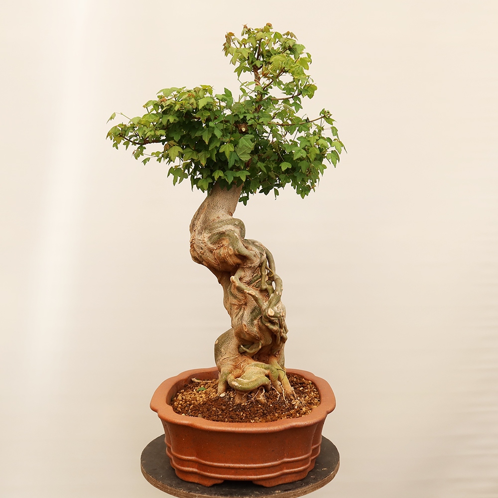 Bonsai voor buiten - Esdoorn Burger - Acer Burgerianum