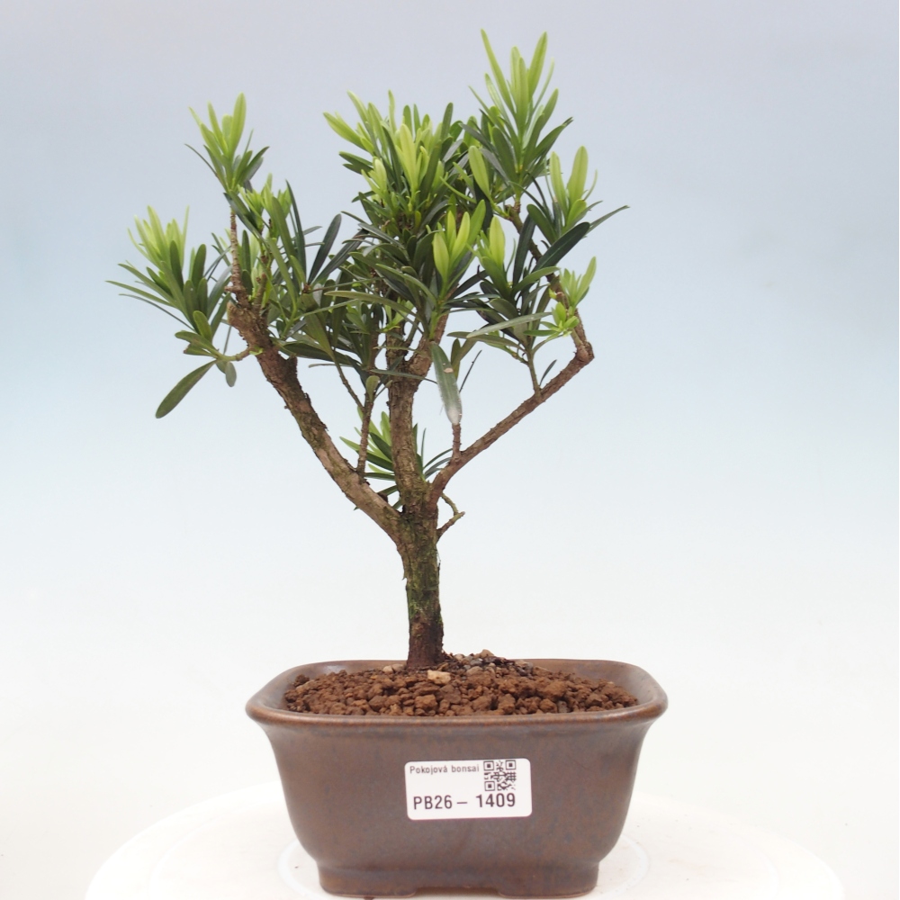 Kamerbonsai - Podocarpus - Taxus