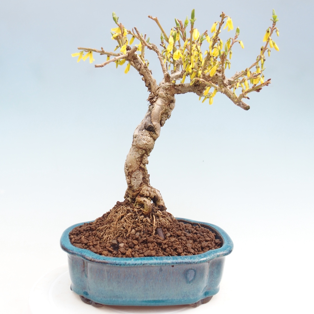 Bonsai voor buiten - Zlatice - Forsythia koreana