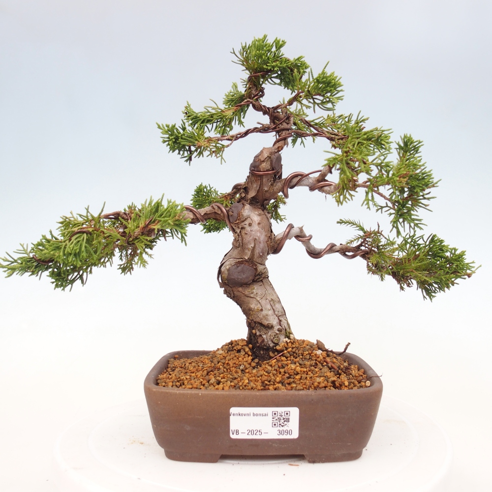 Bonsai voor buiten - Juniperus chinensis Itoigawa