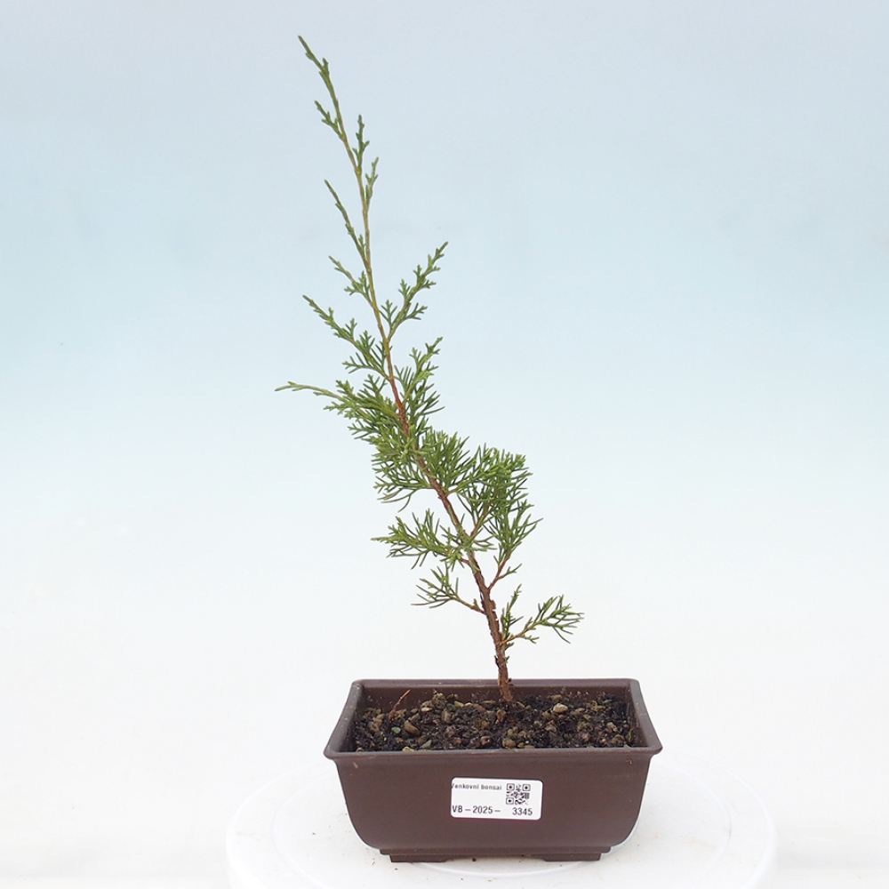 Bonsai voor buiten - Juniperus chinensis Itoigawa
