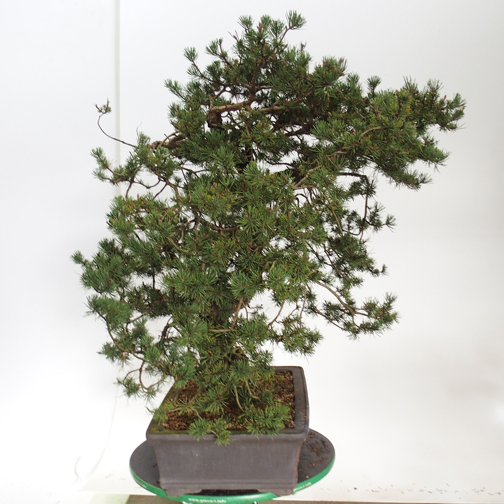 Yamadori - Pinus sylvestris Spanje