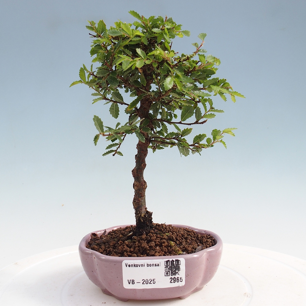Bonsai voor buiten - Ulmus parvifolia Sagei - Kleinbladige iep