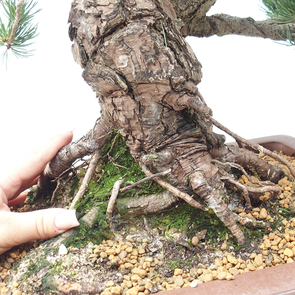 Bonsai voor buiten - Pinus parviflora - Pinus parviflora