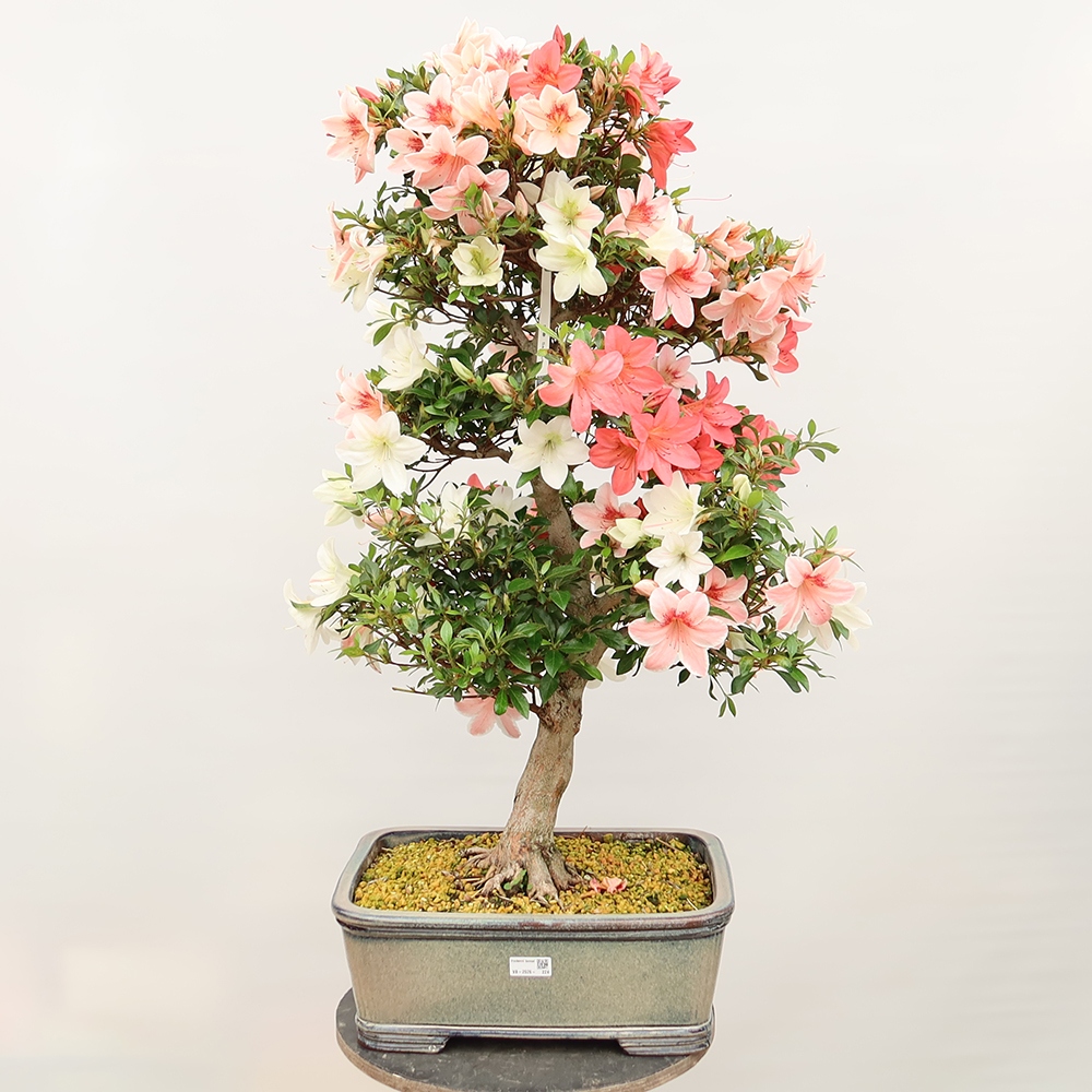Bonsai voor buiten - Japanse Azalea - Azalea Saishun