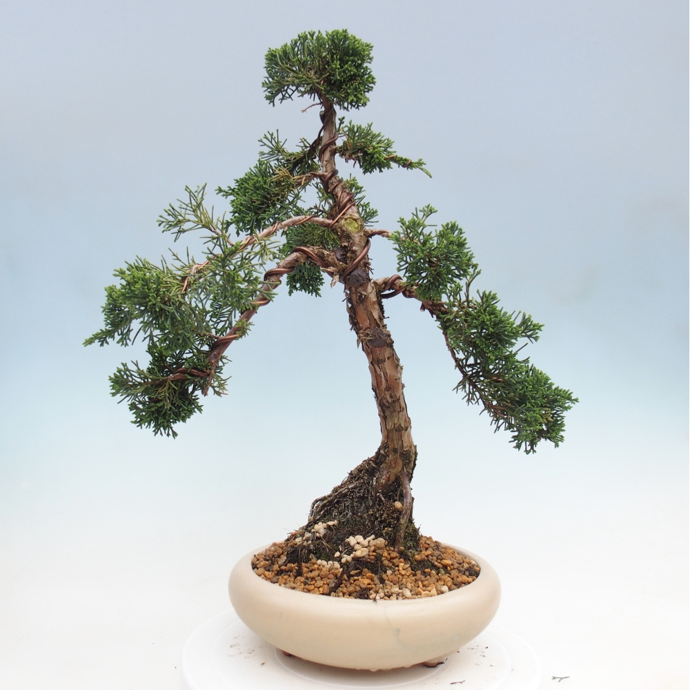 Bonsai voor buiten - Juniperus chinensis Kishu