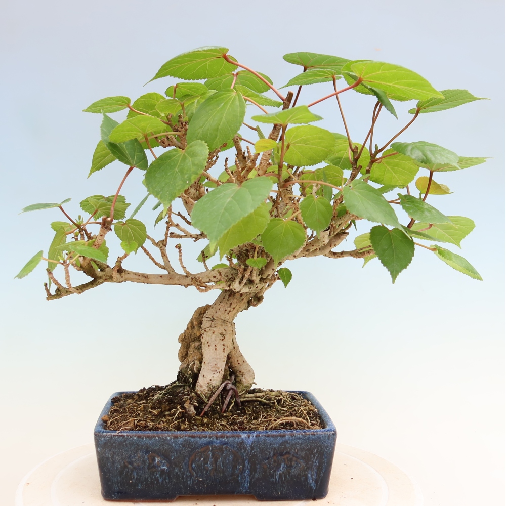 Bonsai voor binnen - Hibiscus tiliaceus - Zee Hibiscus