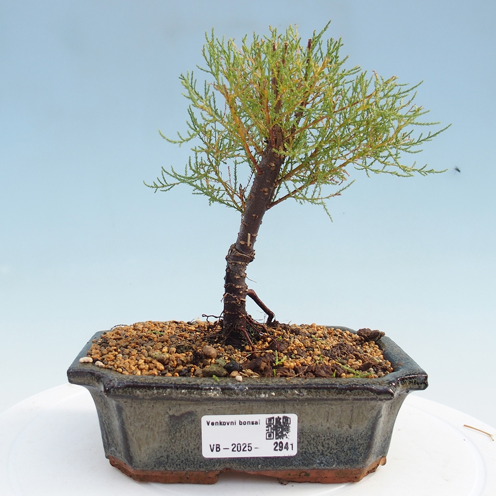 Bonsai voor buiten - Tamarisk - Tamarix