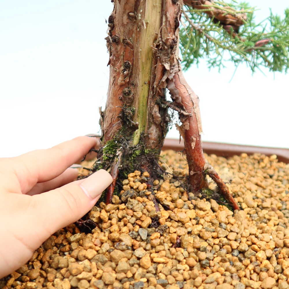 Bonsai voor buiten - Juniperus chinensis Kishu