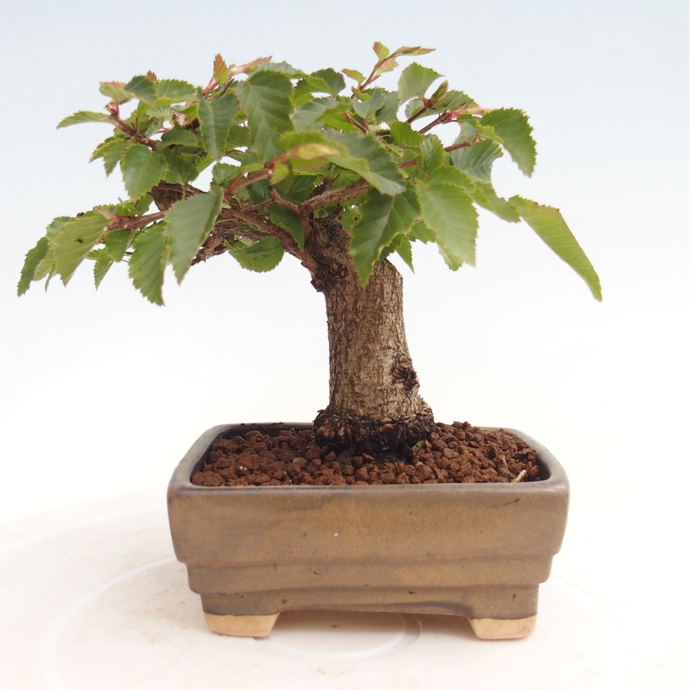 Bonsai voor buiten -Carpinus CARPINOIDES - Koreaanse haagbeuk