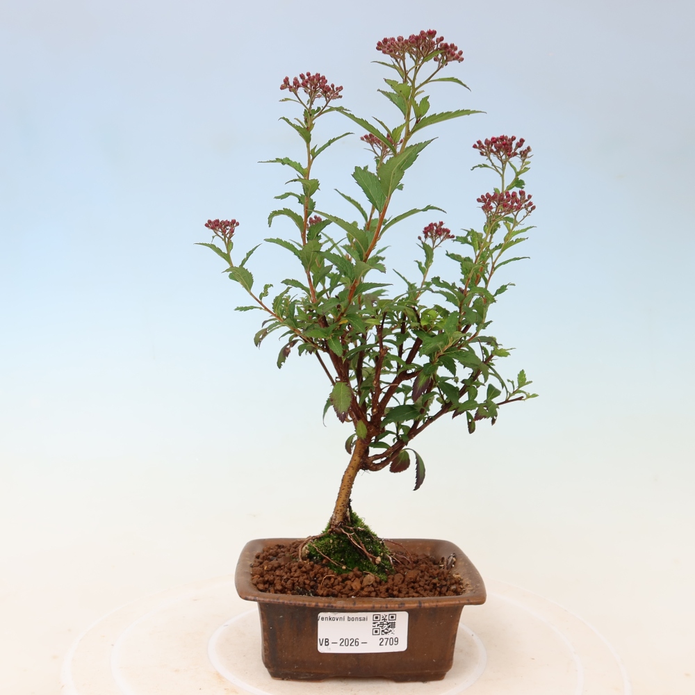 Bonsai voor buiten – Japanse spirea – Spirea japonica Anthony Waterer